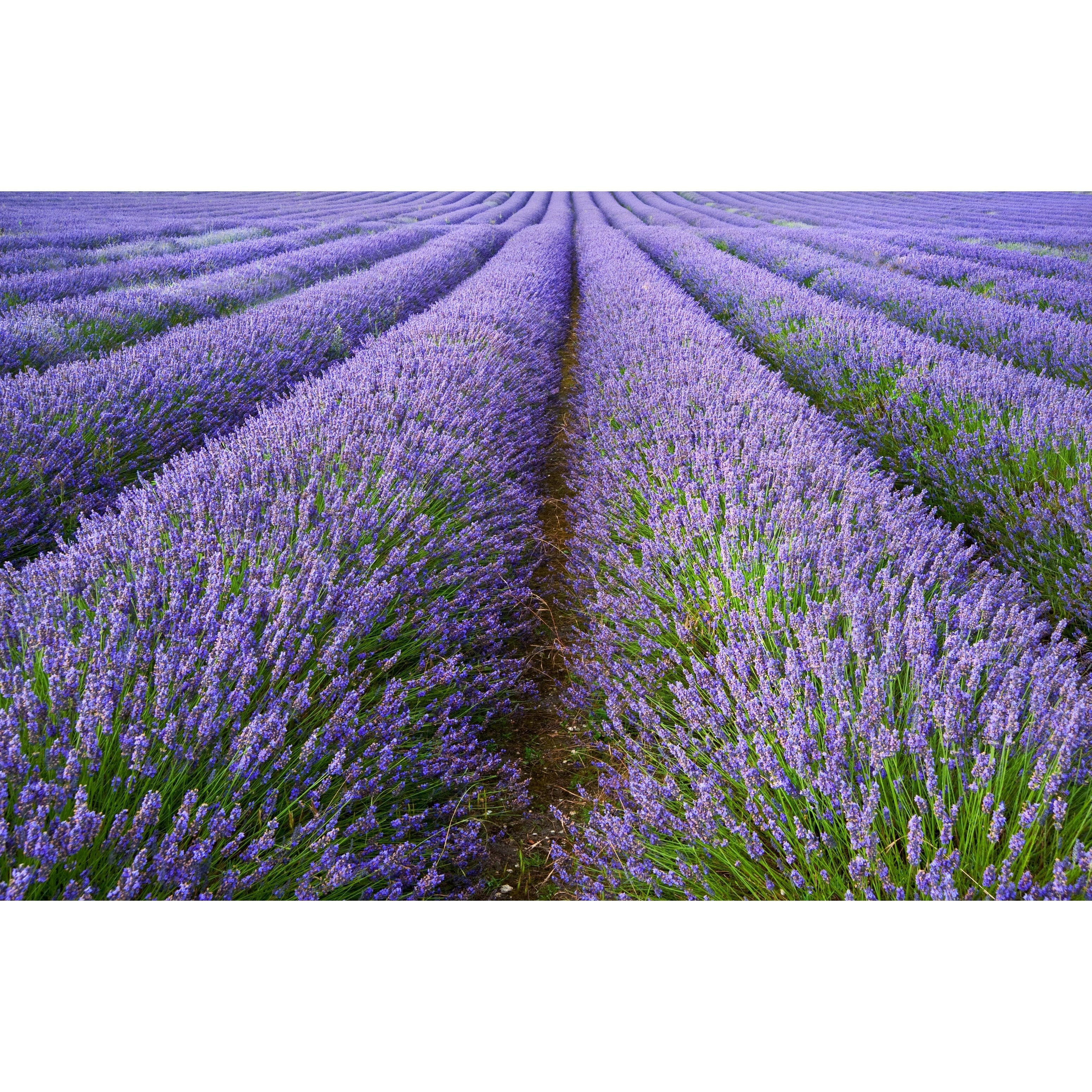 TEMU 2000+pcs Prairie Fragrances Fleurs Hiver Vivace