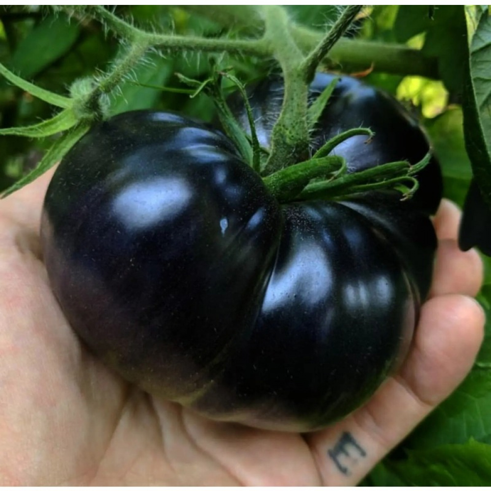 TEMU 200 Rare Flowers, Seeds, Tomatoes