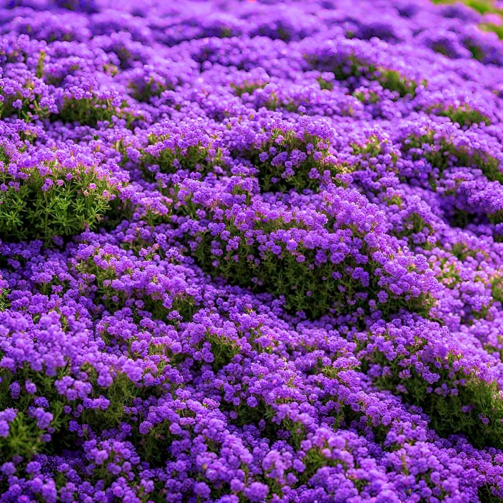 TEMU 2000 Purple For Perennial Flowering, Non-gmo Thyme Seeds, Contains