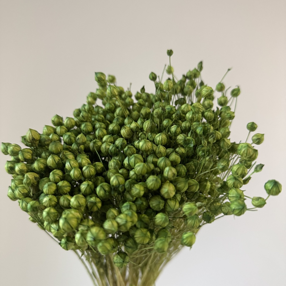 TEMU Lino naturale essiccato Ok. 100 G, 60 cm di lunghezza, decorativo per vasi, bouquet e ghirlande, fiori secchi per casa, ufficio e progetti.