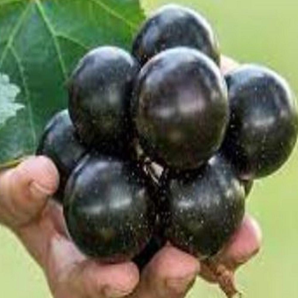 TEMU Grapes - The Largest Grapes Seen, (2, 10, 20, 30 Seeds), Usa, Fast Same-day Shipping