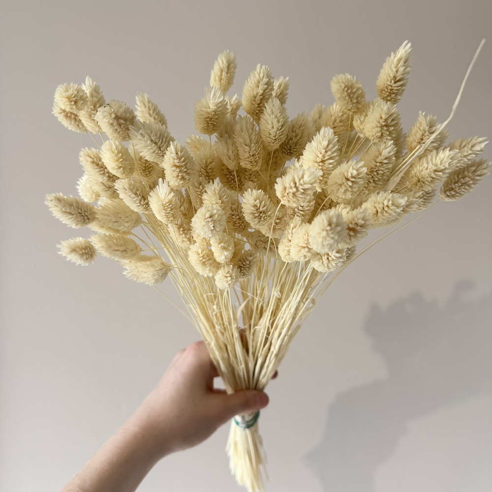 TEMU Herbe de séchée, herbe décorative naturelle pour vases et bouquets, 100 pièces, longueur 60 cm, épis séchés pour couronnes, boho et arrangements