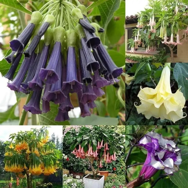 TEMU 100 Precious Trumpet Wer Seeds, Long Time, Easy To Grow