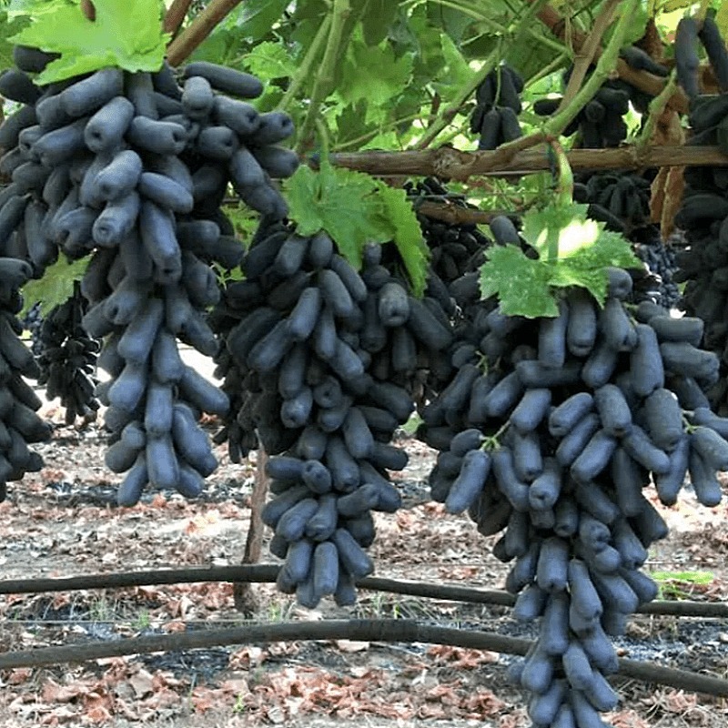 TEMU 100 Seeds Blackfinger Grape Seeds For Planting Seeds Gardening