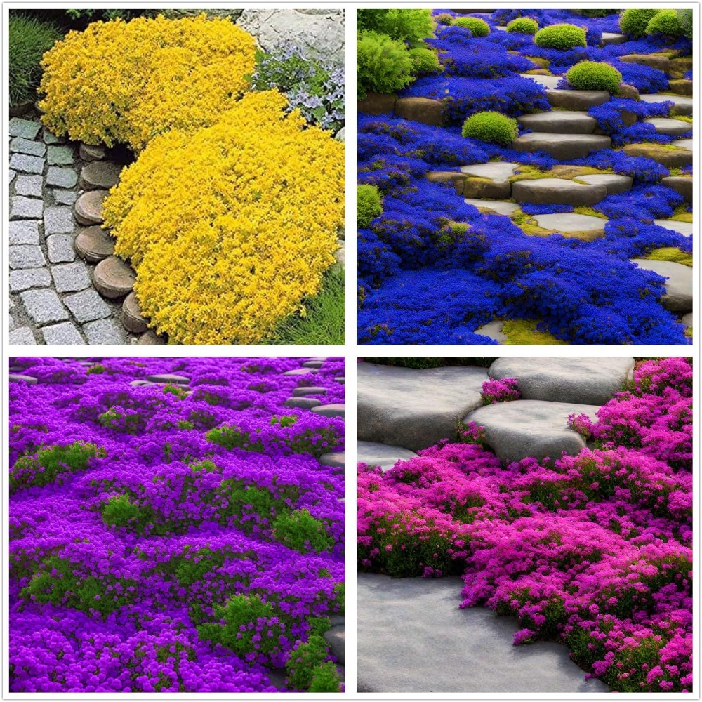 TEMU 1000 Mix Ground Cover For Planting - 4 Perennial Thyme Non-gmo Blue, Purple, Red, Yellow Beautiful Flower