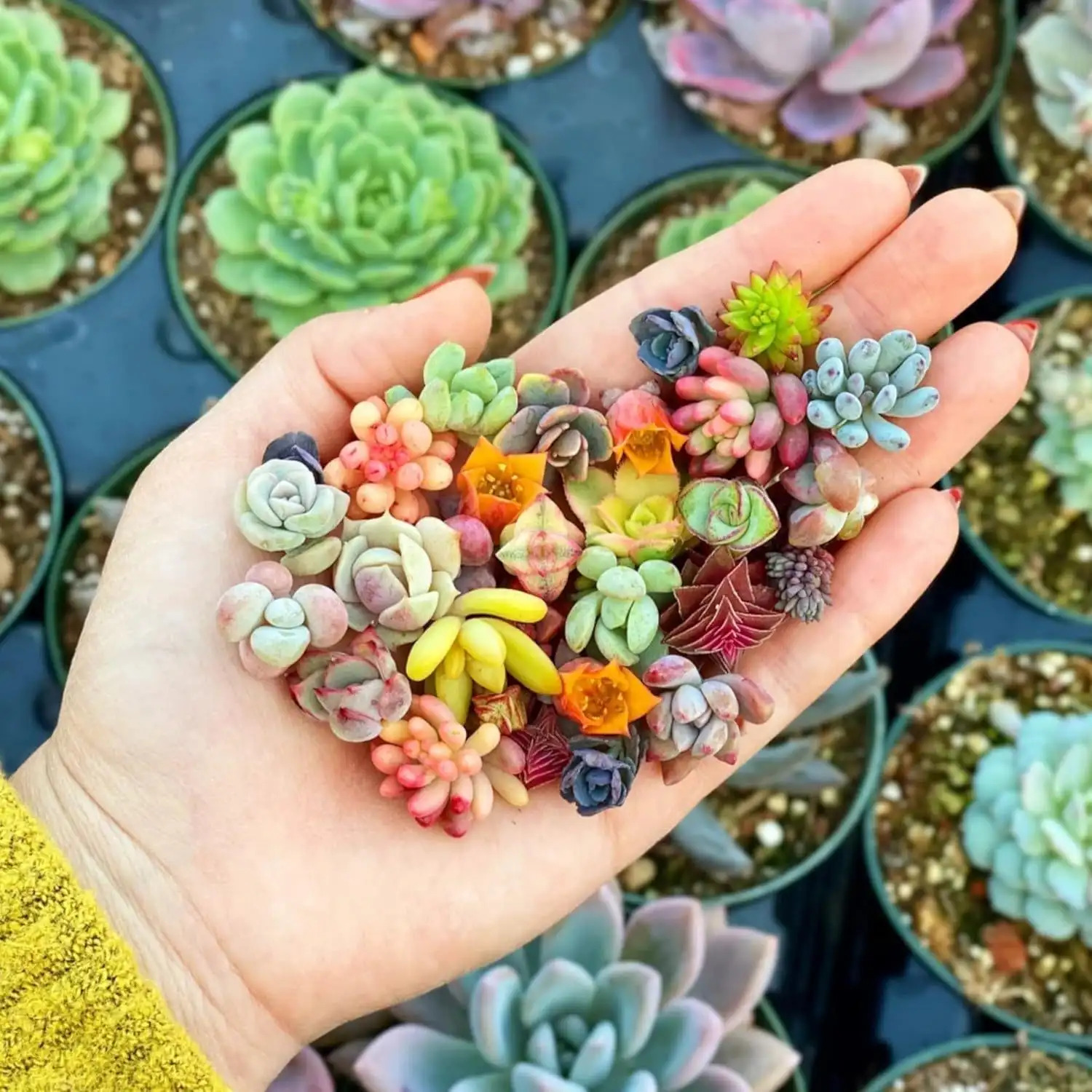 TEMU 2000pcs Mix Succulent Seeds Beautiful Echeveria Plant Seeds