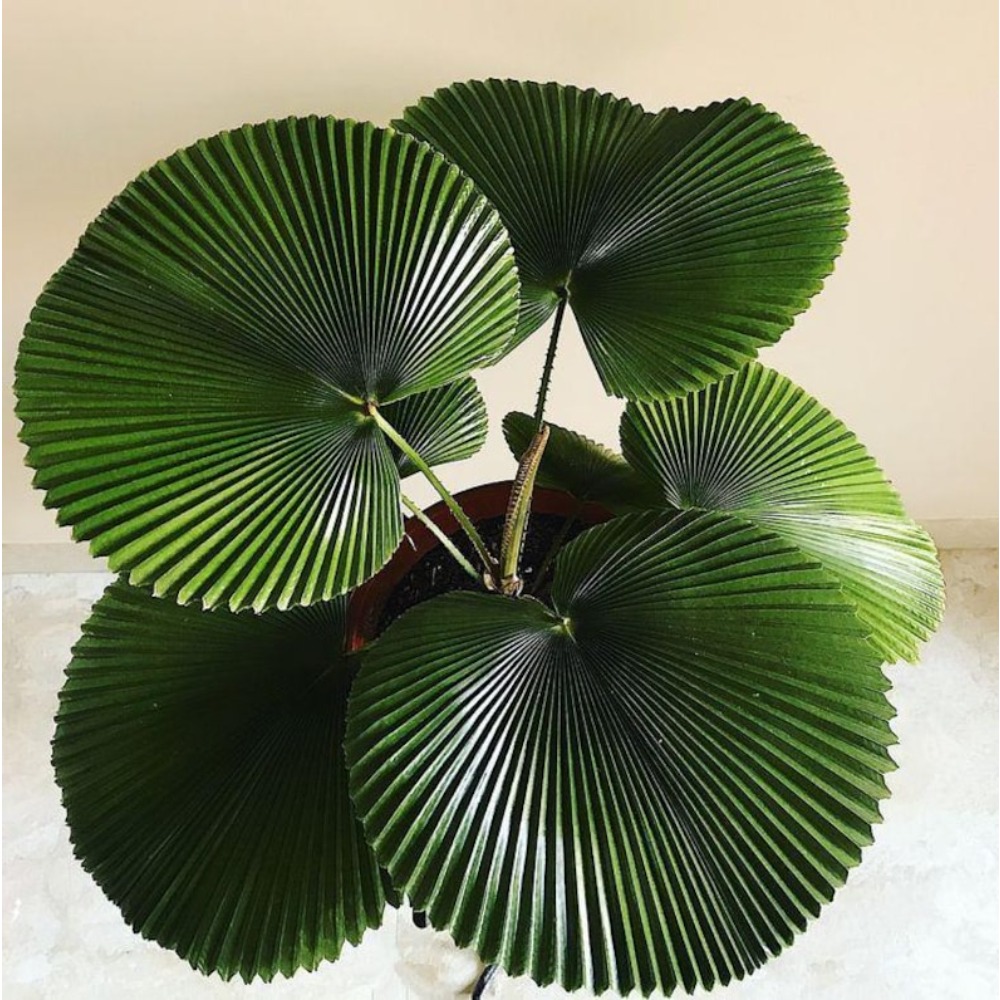 TEMU 200 Licuala Cordata Seeds, Heart-shaped Or Heart-shaped Licuala, Palm Seeds, Rare