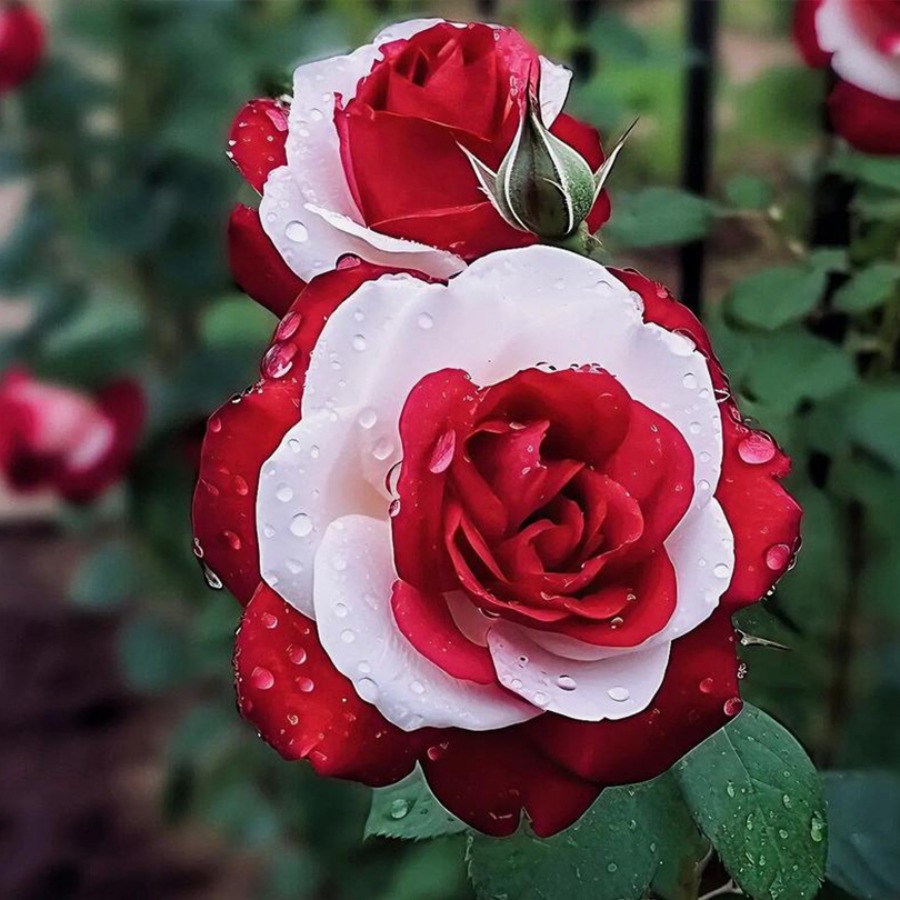 TEMU Discount Offer 100111high1quality Ecuadorian Red Rose Seeds A Garden Of And Passion