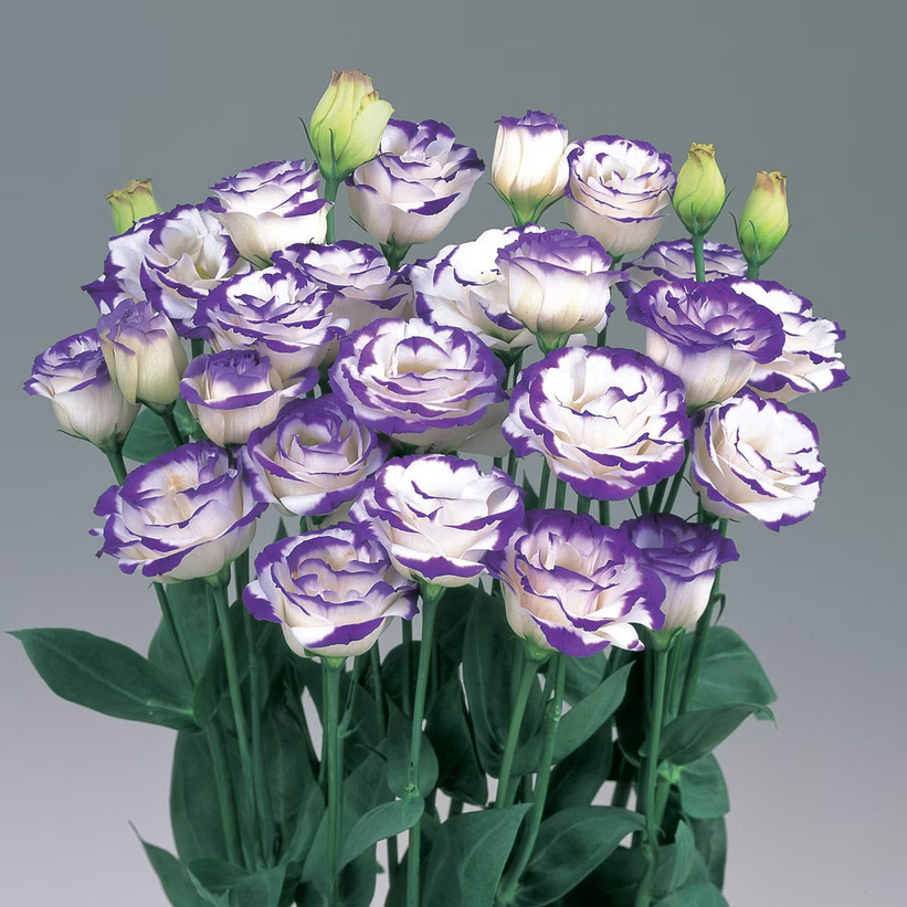 TEMU Blue Picotee Gardening Seeds Easy-to- Seeds For Beautiful 200seeds