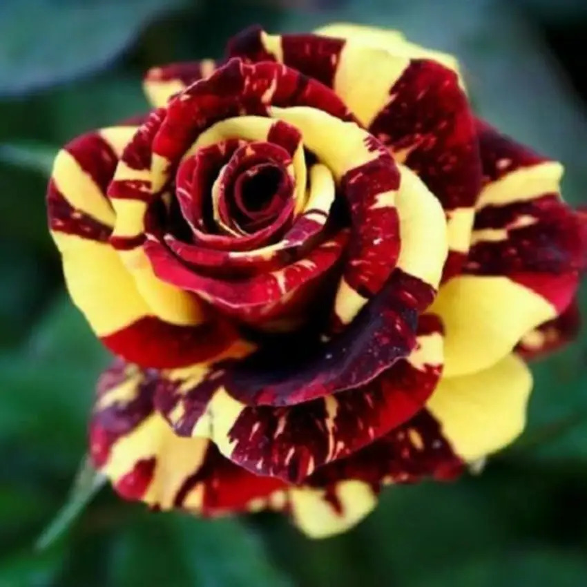 TEMU 176pcs Red And Yellow Roses Seeds Flower Shrubs Perennial United States