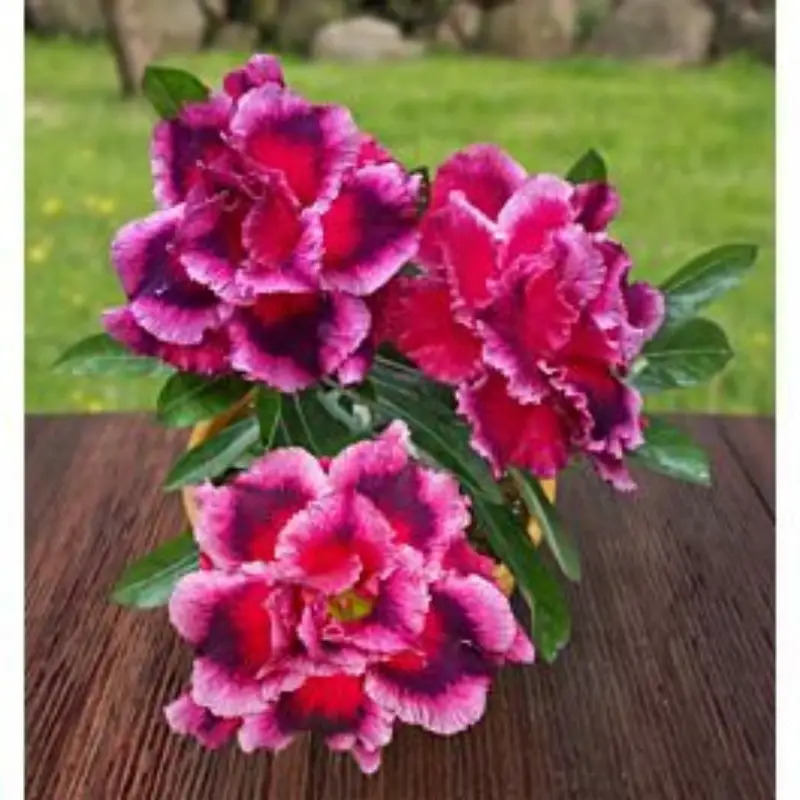 TEMU 1bag Perennial-desert Rose Seeds Obesum Flower Beautiful Flower Landscaping Plant Gardening Home Gardening