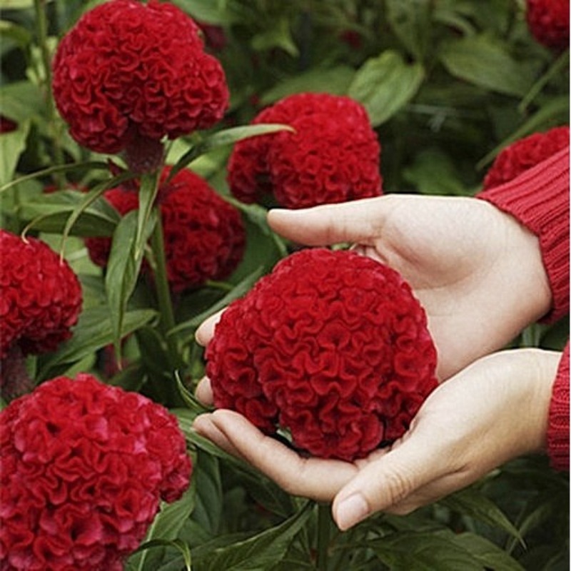 TEMU 20 Mixed Color Celery Hydrangea Flower Seeds, Beautiful Flowers