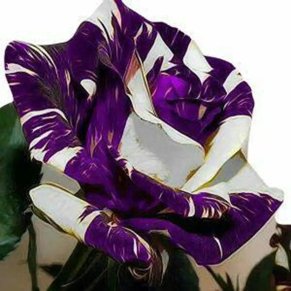 TEMU Rose Flower Seeds - 200 Seeds -