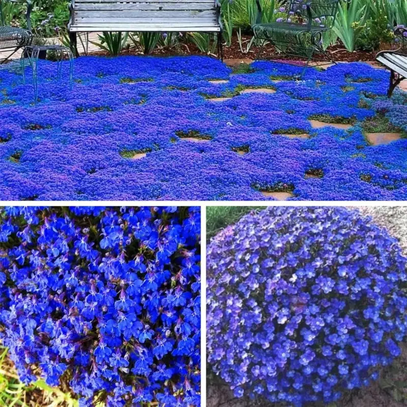 TEMU For Planting Ground Cover Plants Flowers Perennial Thyme Nongmo Serpyllum Seed