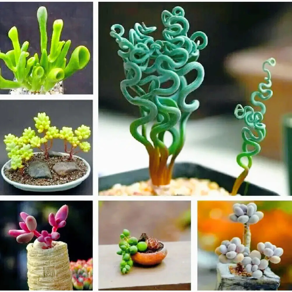 TEMU Mixed Rare Succulent Plant Seeds, 100pcs Pack