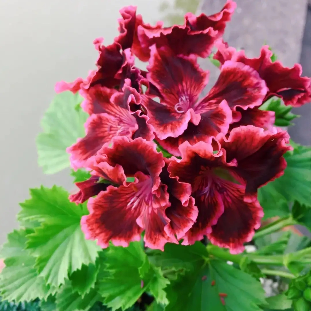 TEMU 200pcs Geranium Seeds Flame Geranium Perennial Flowers Gardening Plants Shrub Seeds Suitable For Potted Plants Gardening Essentials Flower Seeds