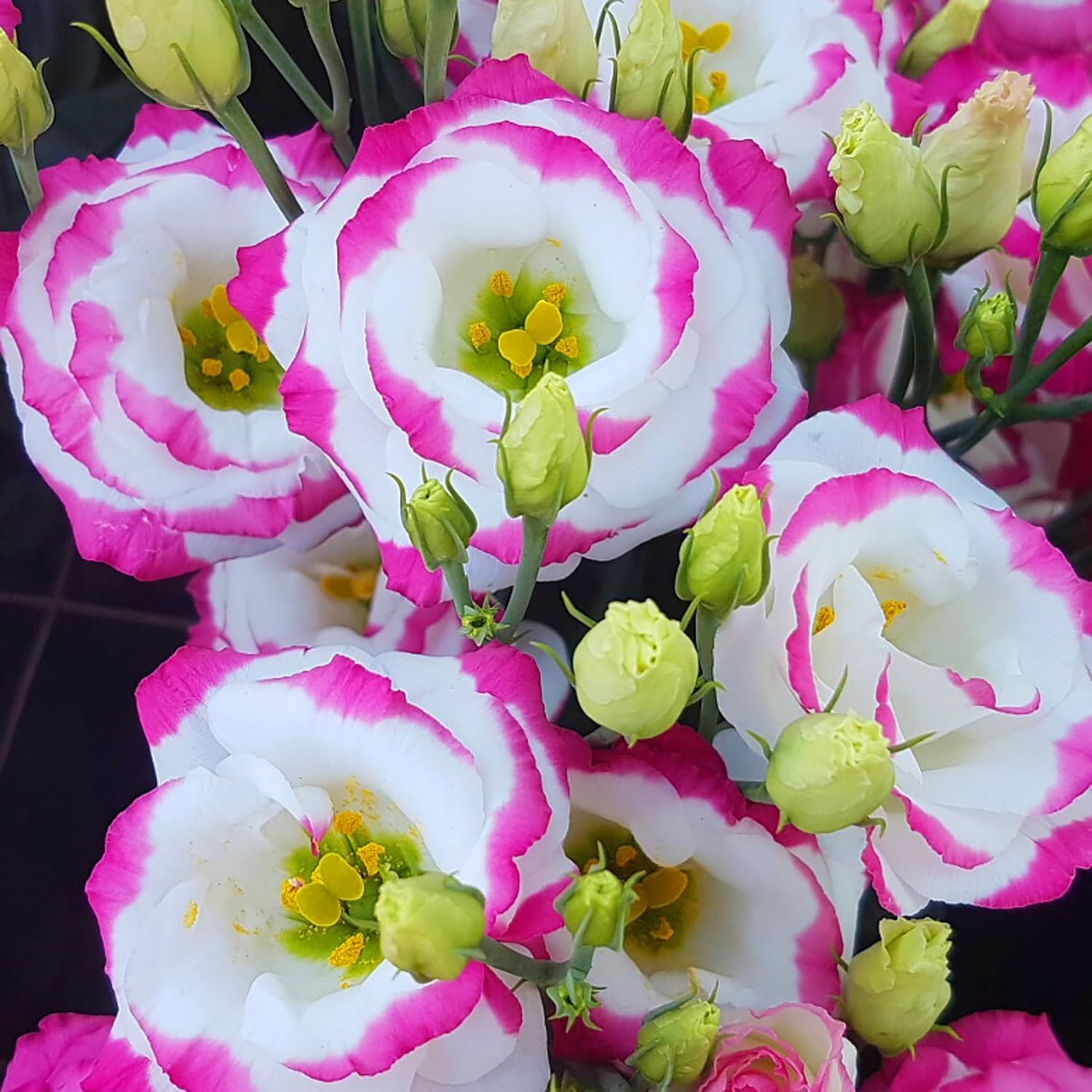 TEMU 160pcs Lycians Flowers - Non-gmo Flowers - Pink And White Lycians Flowers