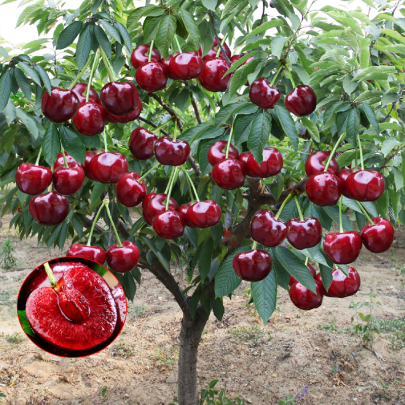 TEMU Cherry Tree Seeds - (20seeds/pack) Sweet Cherry Seeds Tree Seeds ()