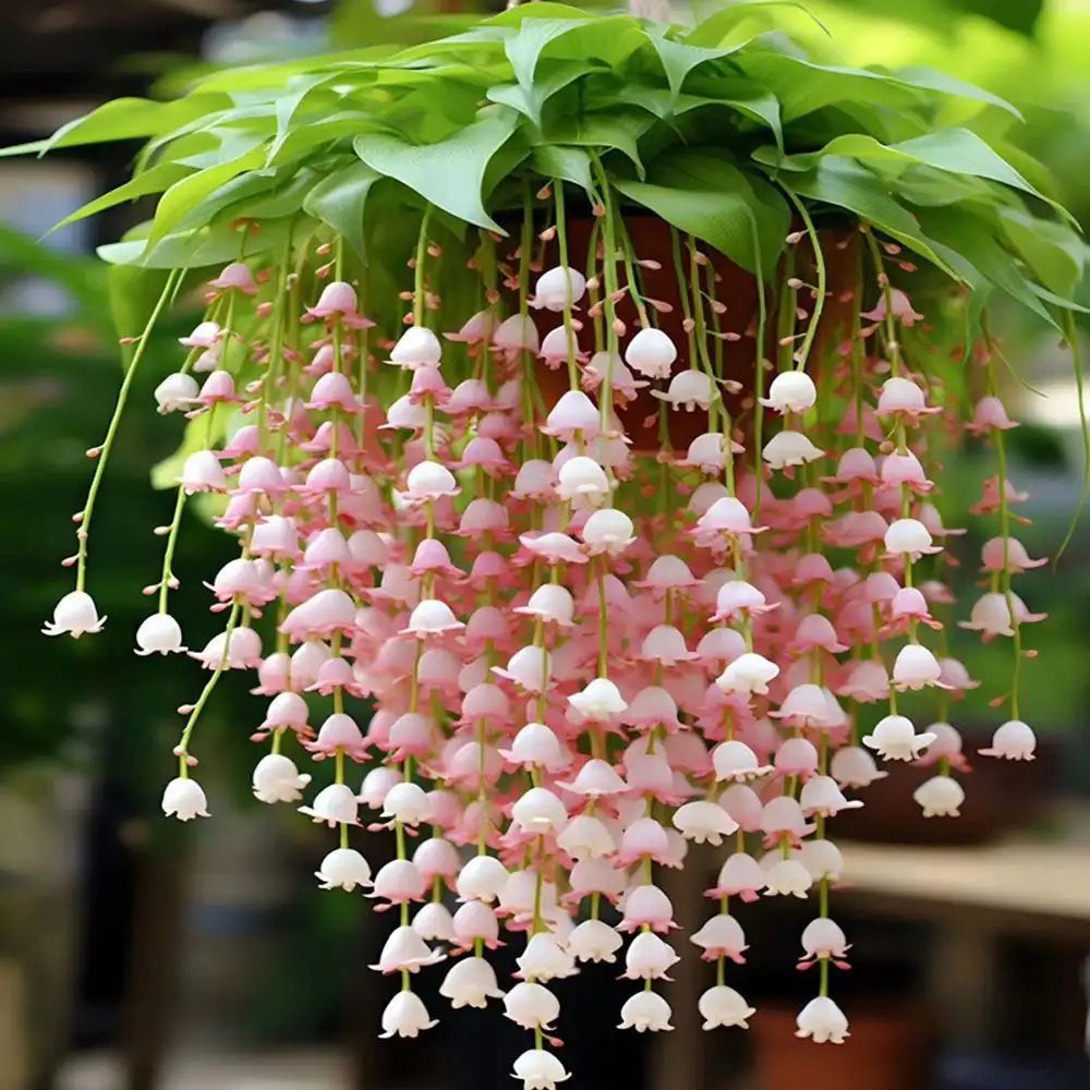 TEMU 200 Seeds Potted Wind Chimes Flower Seeds Bloom In All , Good Seeds, Indoors And Outdoors Garden Easy To Live Flower Seeds Seeds -christmas -
