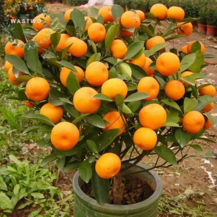 TEMU 100 Pieces Of Wet Citrus Orange Bonsai Seeds For Home Gardening Plants