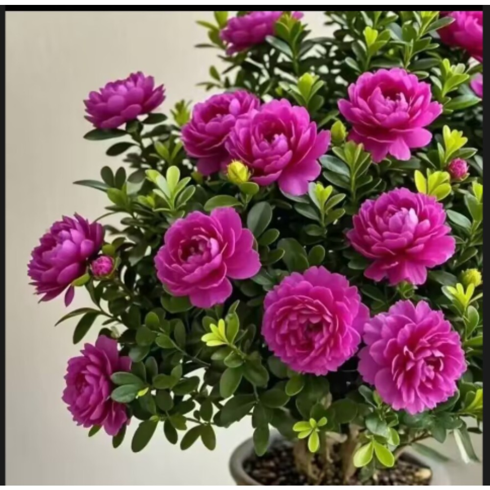 TEMU Flowering Euphratica Seeds, Easy To And Live Euphratica Seeds, Precious Euphratica Seeds, Rare Of Euphratica Seeds,