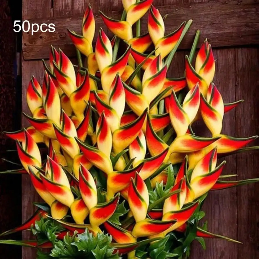 TEMU Heliconia Seeds, Seasonal Flowering, Flower Seeds, Fruit Plant Seeds, Vegetable Seeds, Pot Plant Seeds, Need To Be Planted, Attracts Bees,
