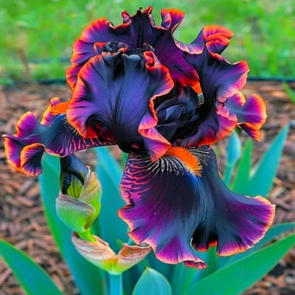 TEMU 135 graines de bulbes d'iris Apportez de superbes fleurs violet-oranges à