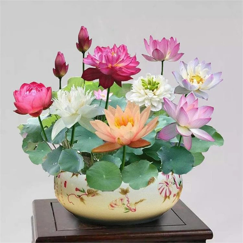 TEMU Easy To Plant, High Germination Rate 60 Lotus Seeds, Potted Lotus Seeds, Dormant Lotus Seeds, Aquatic Plant Seeds, , Home Gardening Plant Seeds,