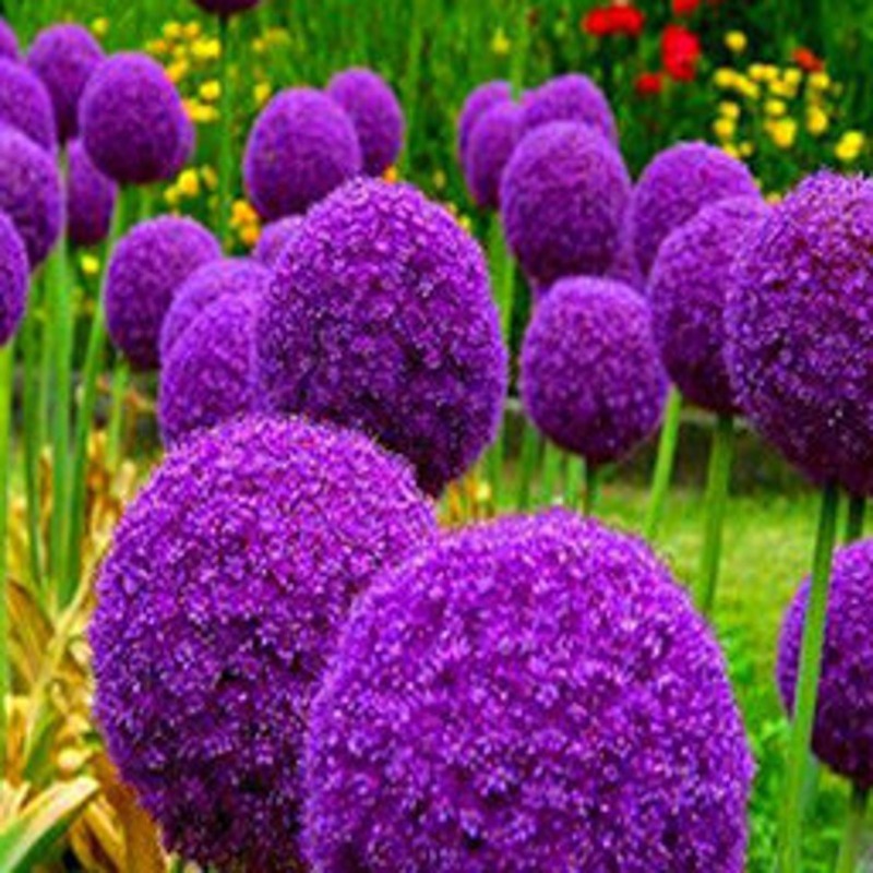 TEMU 20 Giant Spherical Onions Allium Christophii Sturdy Perennial Cw91008