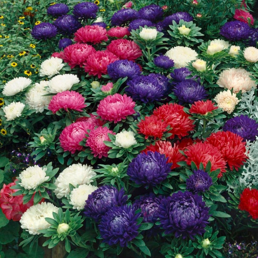 TEMU Seeds Gift 500pcs Seed - Callistephus Dwarf Flower Seeds - 1000 Seeds