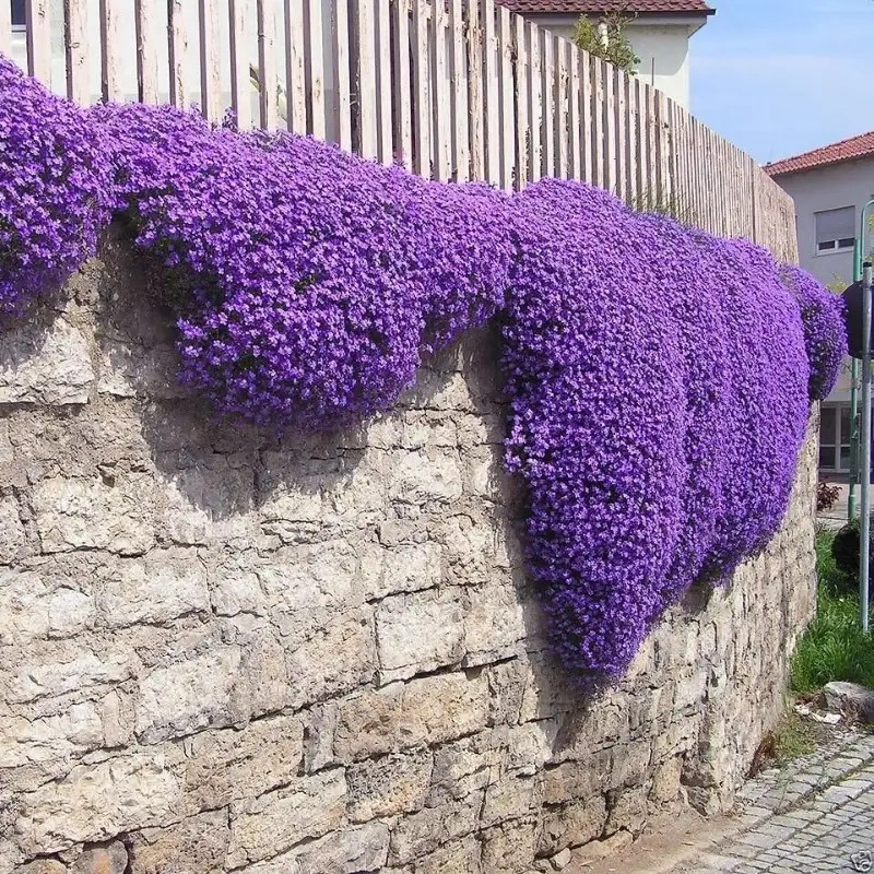 TEMU Aubrieta Seeds Purple Flower Seeds Perennial Deer Resistant