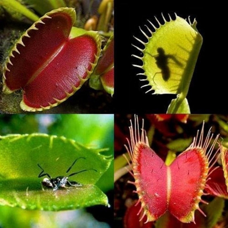 TEMU 120pcs Seed Carnivorous Plants Seed Rare Seed