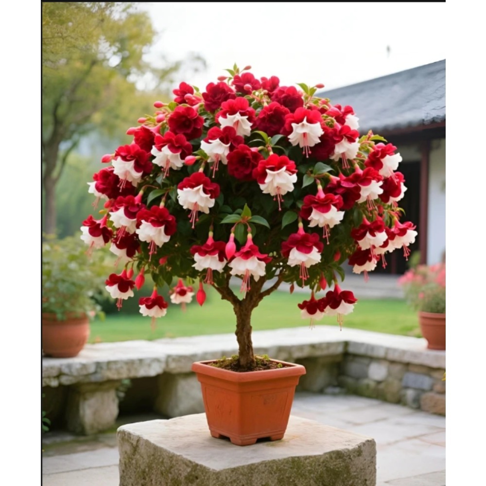 TEMU Local Warehousewild Marigold Seeds 200 Grains For Garden Planting