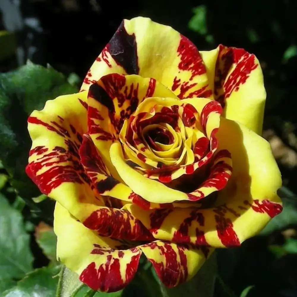 TEMU Local Barn200 Aromatherapy Dragon Rose Seeds For Garden Lovers