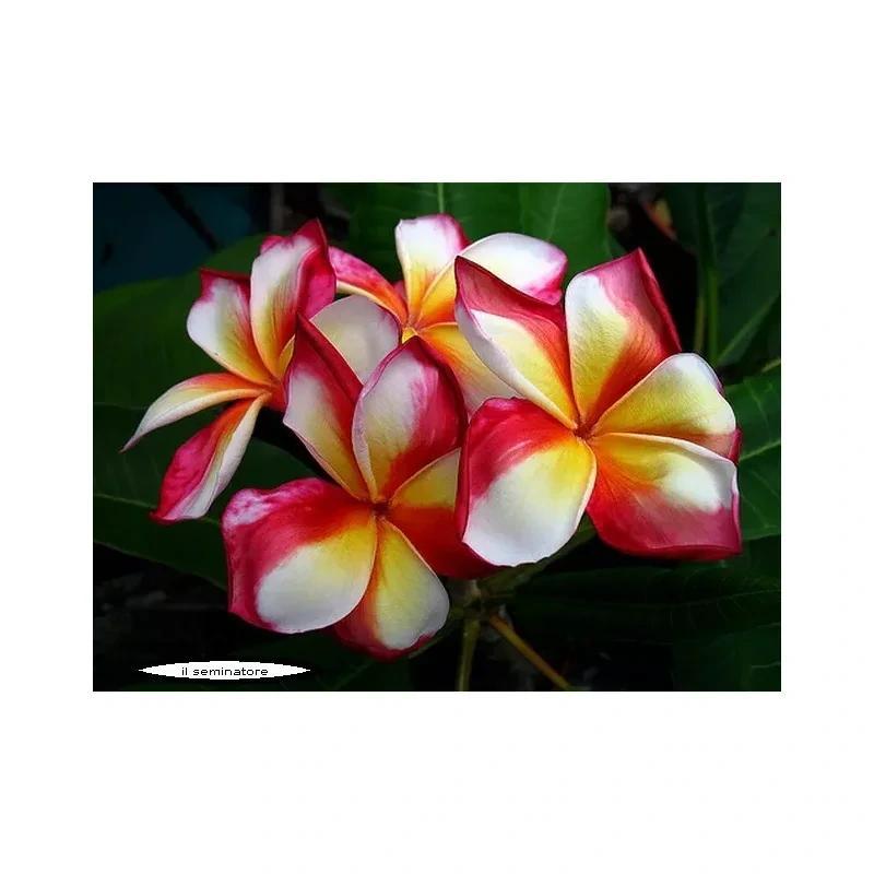 TEMU 5-pack Plumeria - Frangipani - - " Rainbow" - Genuine Seeds