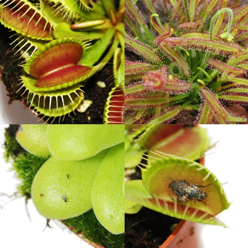 Exotic Carnivorous Plants Gift Set - 3 Different Plants