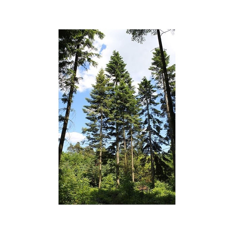 Image of 100 Giant Fir (abies ) Seeds For Garden Planting