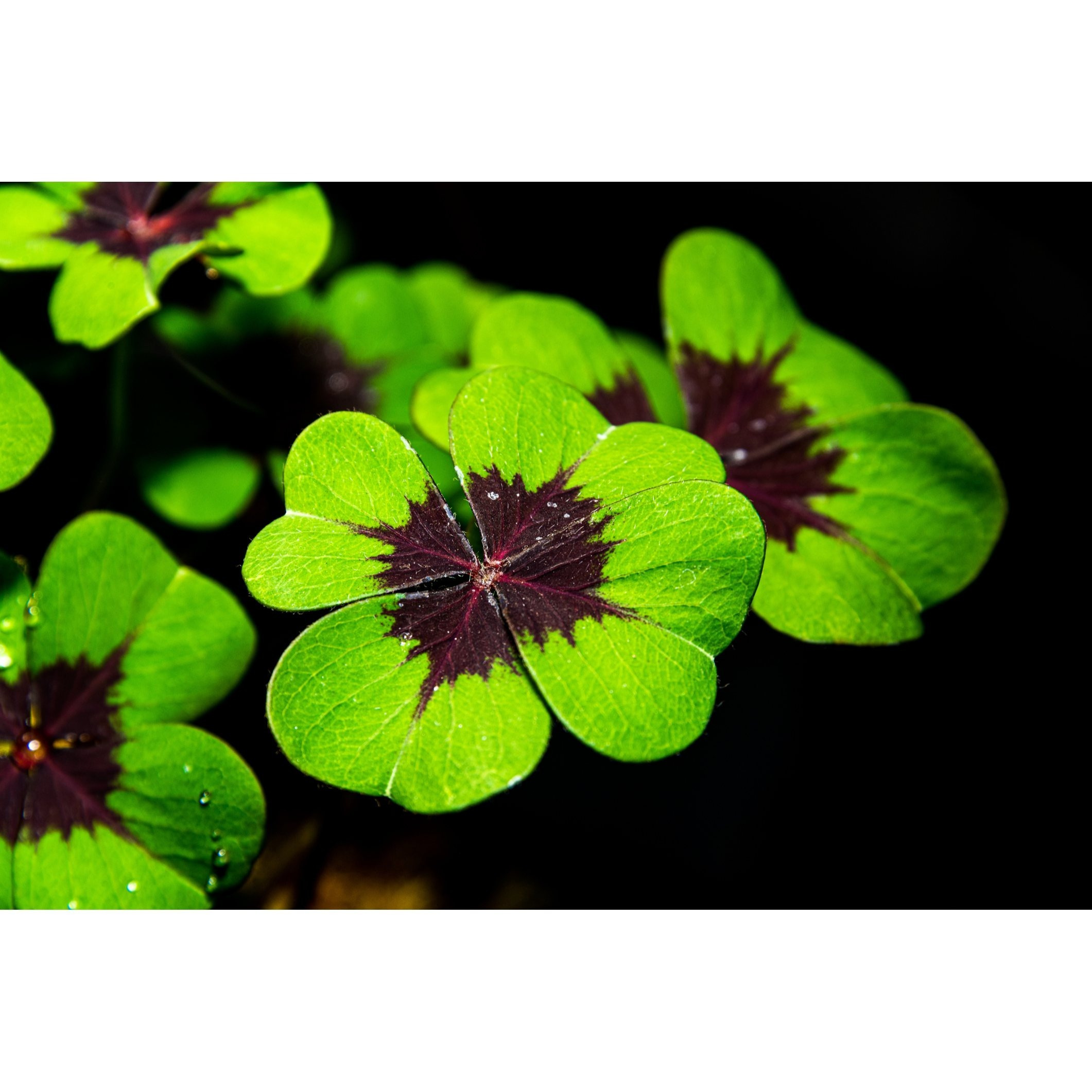 10 Clover Onions - Clover Gift Idea | | Deppei