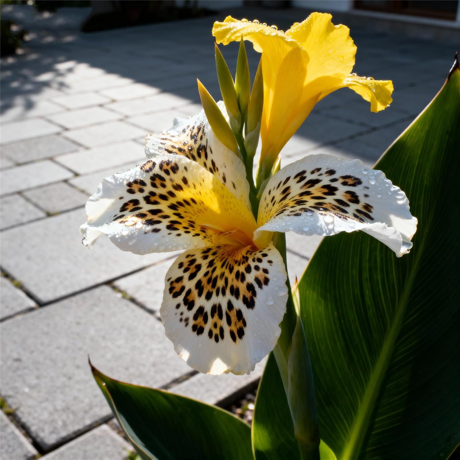 E-shop 177 Cana-Lilien-Samen, pflanzbereit, gedeiht im Garten, hervorragend für Mischpflanzungen