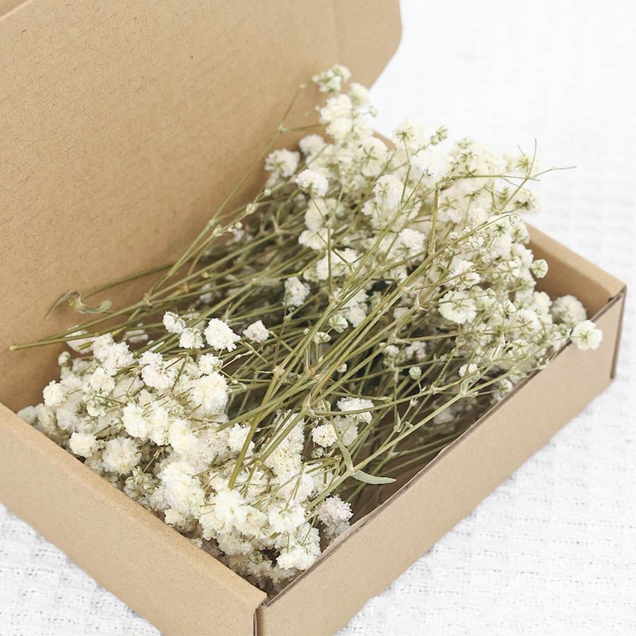 E-shop 50 getrocknete Schleierkraut-Stiele – Natürliche Schleierkraut-Blumen Gyp Knopfloch-Ansteckblume