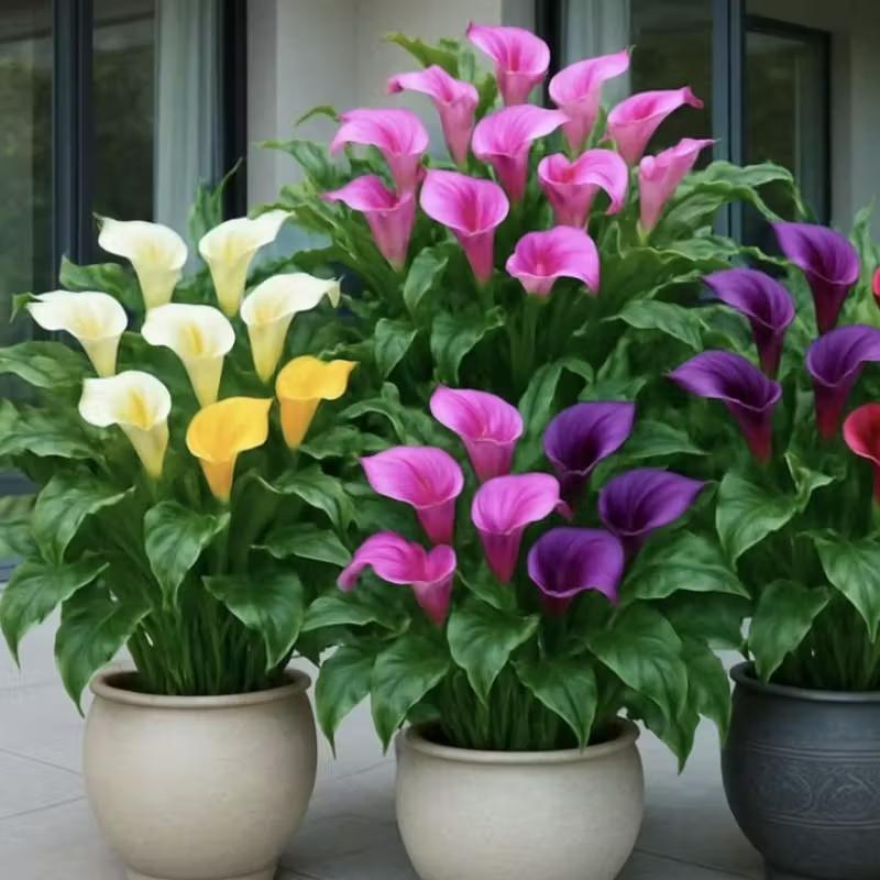 E-shop 100 Calla-Lilien - Einfach zu keimende Sortiment, für Behälter, Ränder & Blumenbeete