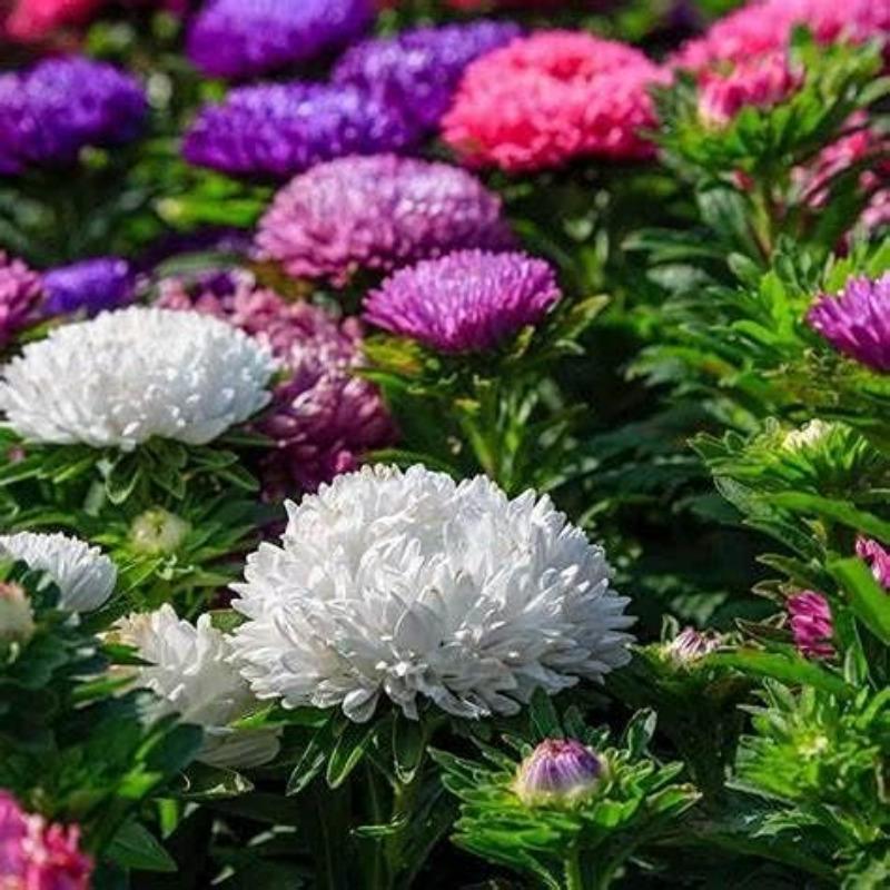 E-shop 100 Samen, wunderschöne, leuchtende Blüten