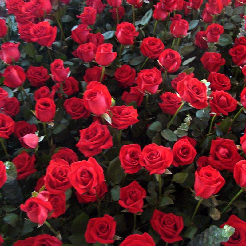 E-shop 99 Duftende Rosen Samen, Doppel Duft, Große Blüte, Geeignet für Garten Blüten in Allen Jahreszeiten