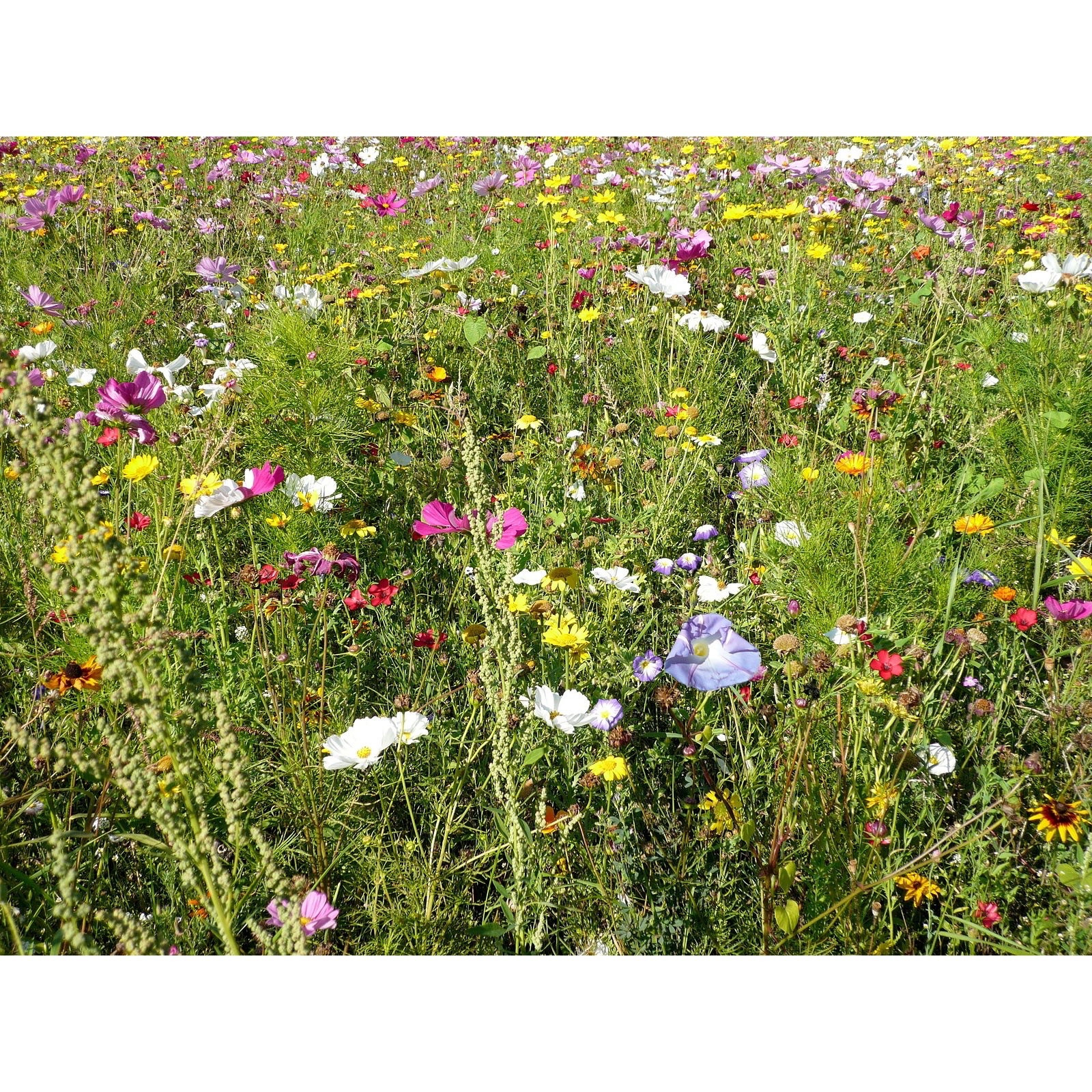 E-shop 5.000 Samen , Blumenwiese, Insektenfreundlicher Garten