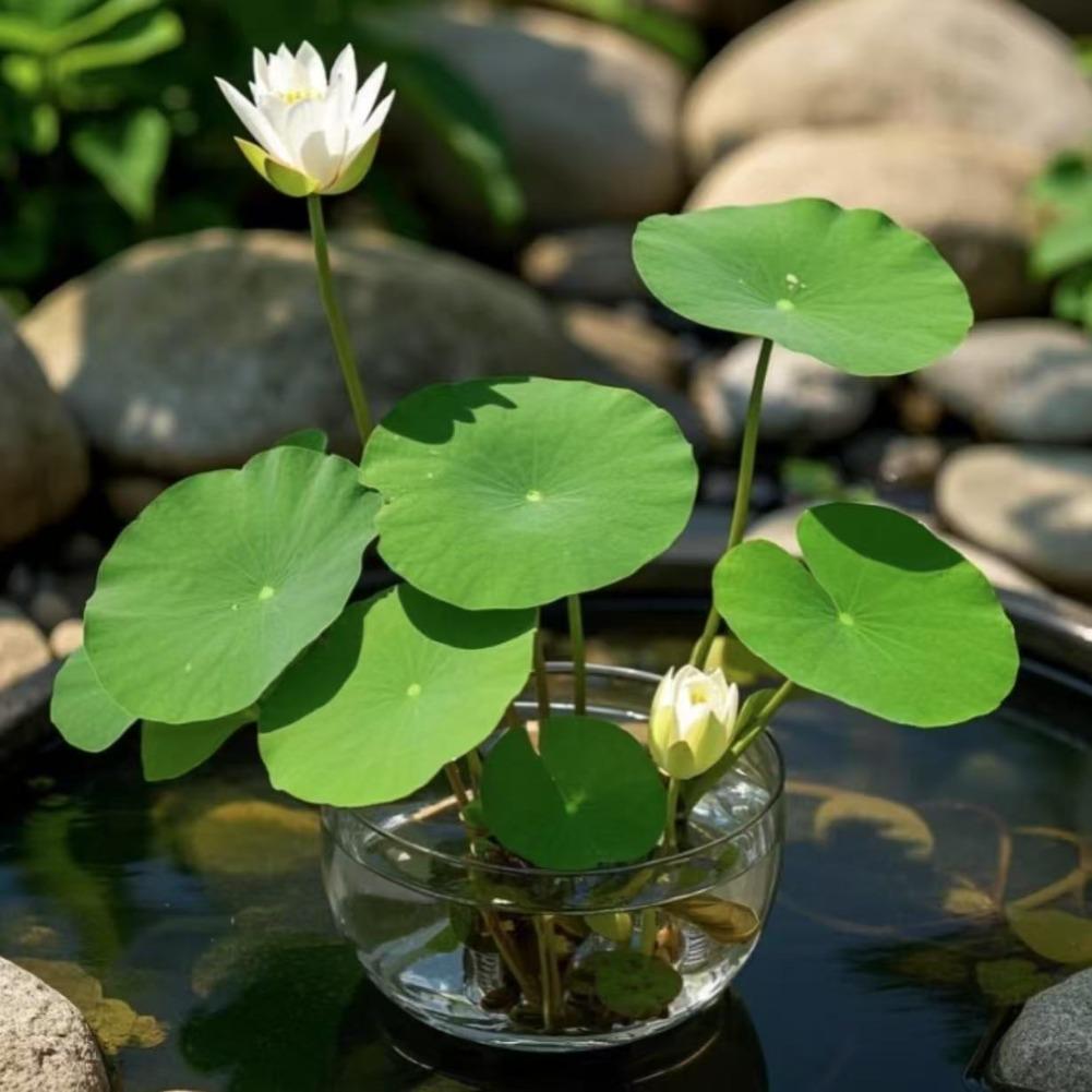 E-shop 88 Lotus- und Topflotus-Pflanzen, für drinnen und draußen, vorgezüchtete Topflotus-Pflanzen in verschiedenen Farben, Wasserlotus, ideal für die