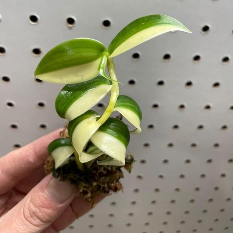 E-shop Neue Frische von 104 Stück Vanilla