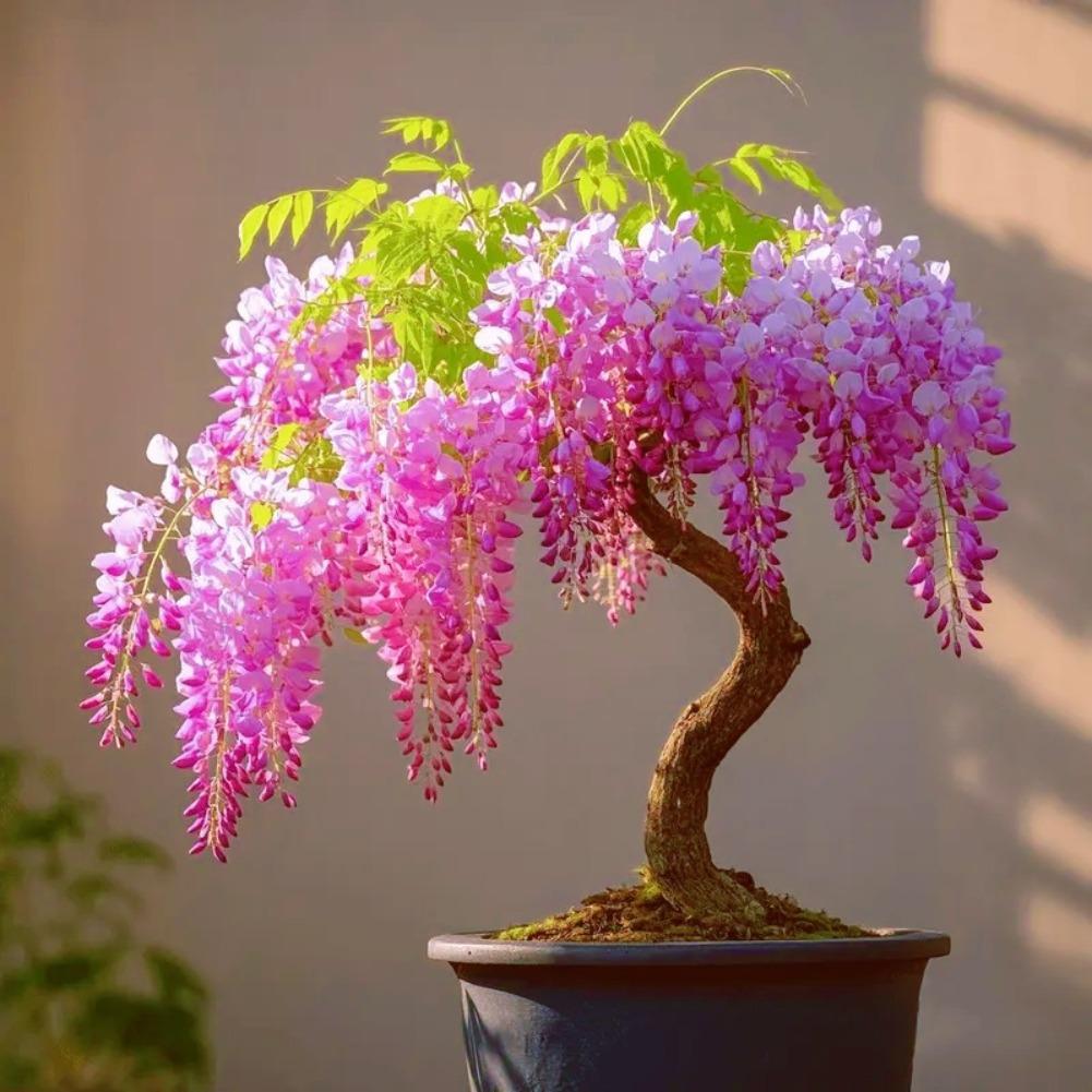 E-shop 89 Stück Rosen-Glyzinienblüten - Mehrjährige Zimmer-/Außenpflanze, Bonsai-Baum, Garten, Heimbebauung, zieht Bestäuber an, leicht zu züchten,