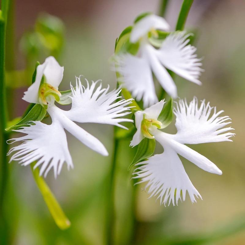 E-shop Egret-Orchideensamen radiata, , mehrjährig, pflegeleicht, für prächtige Sümpfe, Gärten, Höfe, Behälter, Teiche, Bäche, Outdoor-Blumensamen