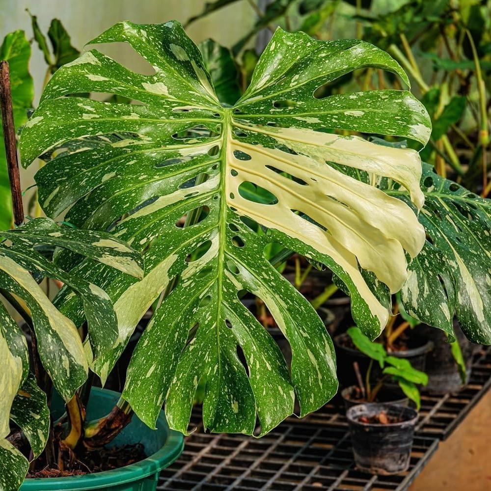 E-shop 10 Samen , lebendiges Pflanzenexemplar in einem 4-Zoll-Topf, Monstera 'Thai Constellation'