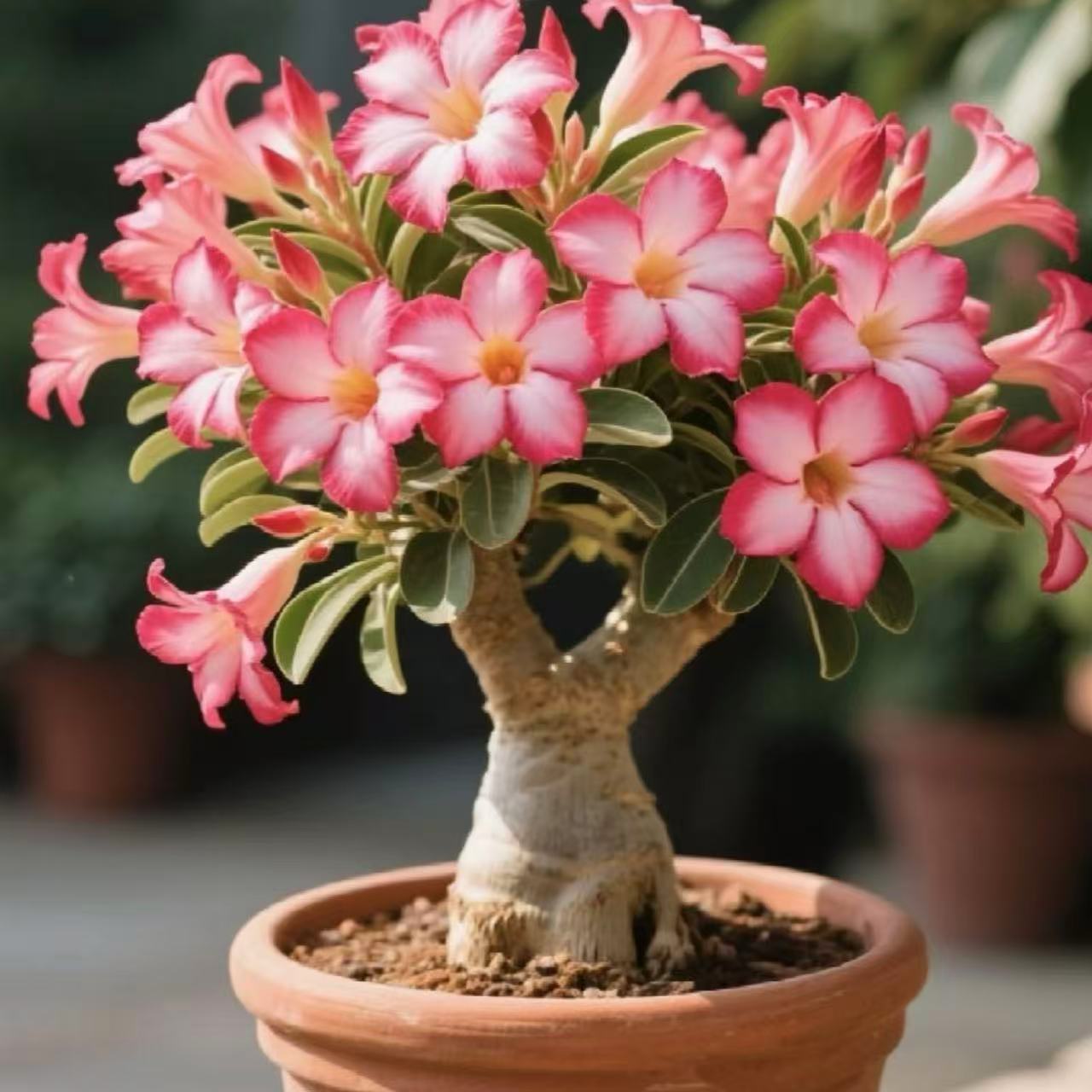 E-shop Kostbare Wüstenrosen-Bonsai